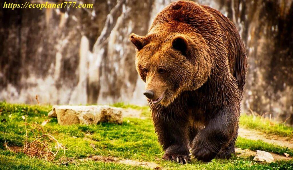 Бурый медведь животное