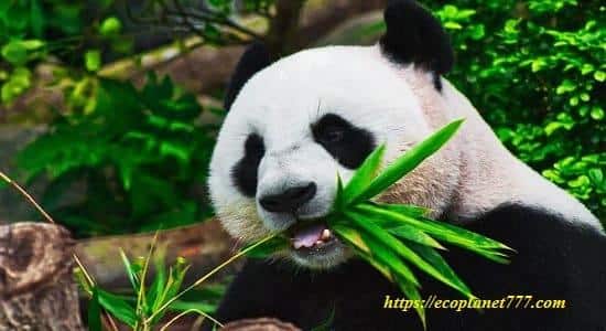 Чем питается панда