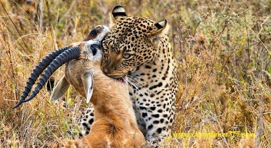 Чем питаются амурские леопарды