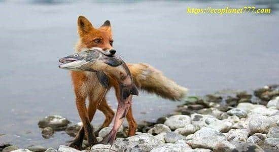 Чем питаются лисы