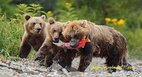 Чем питаются медведи Кадьяк
