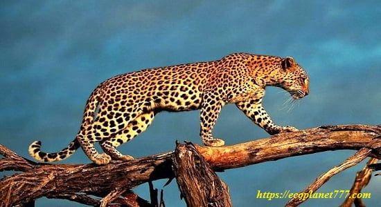 Как выглядит амурский леопард