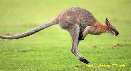 Как выглядит кенгуру