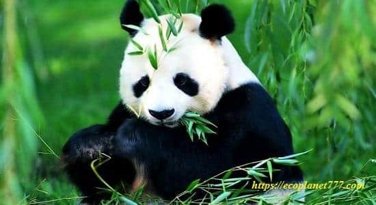 Как выглядит панда