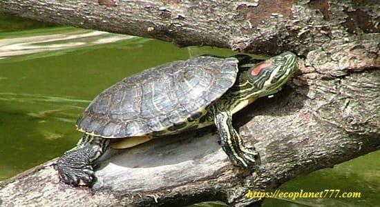 Пресноводная черепаха