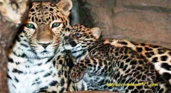 Размножение амурского леопарда