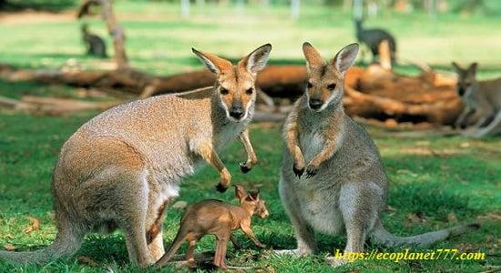 Размножение кенгуру