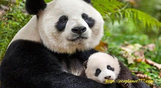Размножение панд