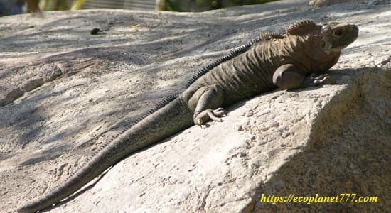 Скальная игуана (Cyclura carinata)