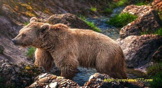 Среда обитания медведя Кадьяк