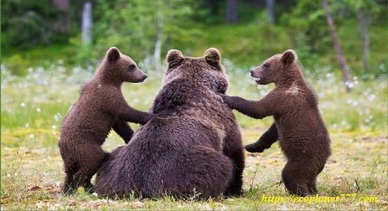 Угрозы сохранения популяции бурого медведя
