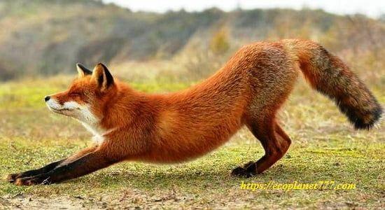 Внешний вид лисы