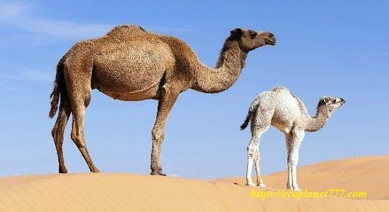 Адаптация верблюдов к засушливой среде