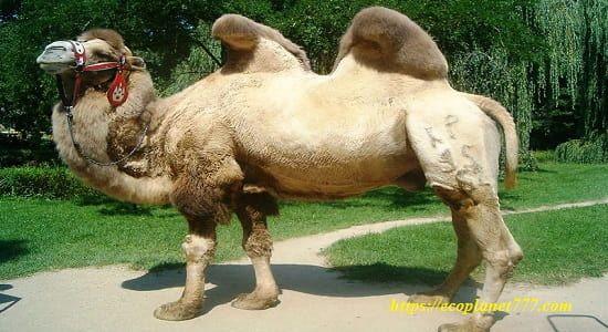 Азиатский или двугорбый верблюд (Camelus bactrianus)