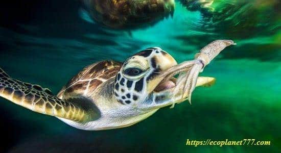 ¿Qué comen las tortugas de agua dulce?