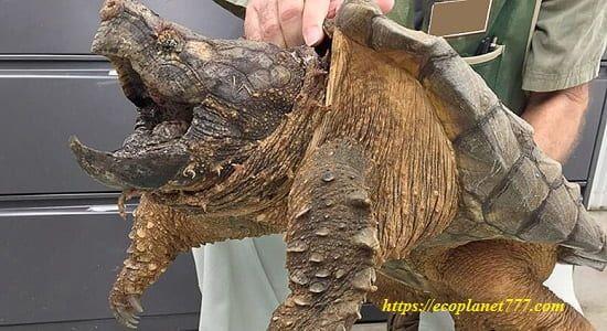 Черепаха-аллигатор (Macrochelys temminckii)