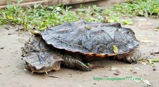 Черепаха матамата