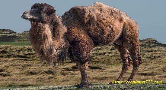 Дикий верблюд (Camelus ferus)