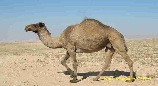 Дромадер (Camelus dromedarius)