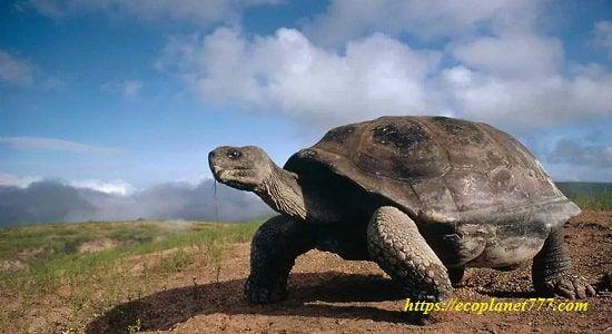 Elefante tortuga Galápagos