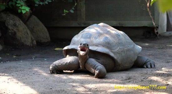 Гигантская черепаха Альдабра (Aldabrachelys gigantea)