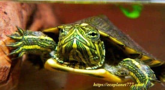 Камберлендская черепаха