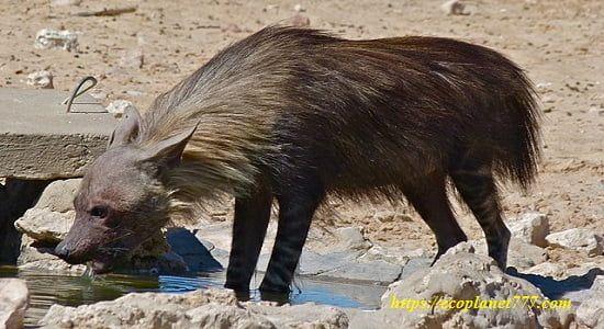Коричневая гиена (Hyaena brunnea)
