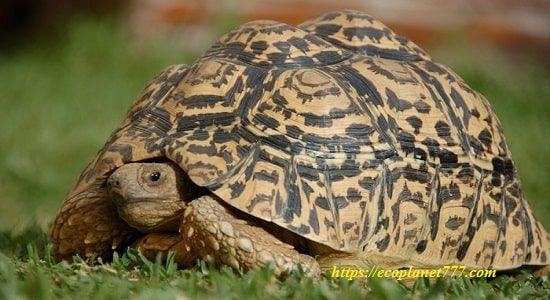 Леопардовая черепаха (Stigmochelys pardalis)