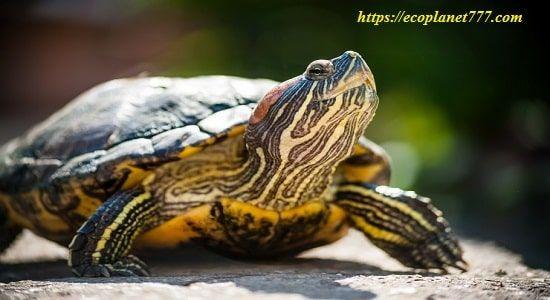 Описание пресноводных черепах