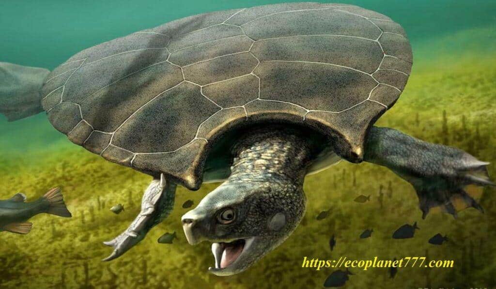 Пресноводные черепахи