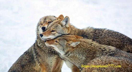 Размножение койотов
