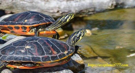 Reproducción de tortugas de agua dulce