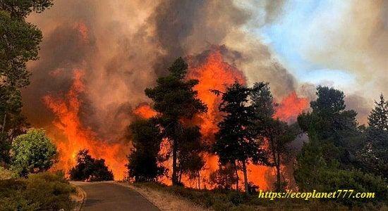 Что такое лесной пожар