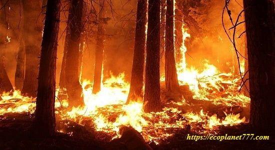 Причины лесных пожаров
