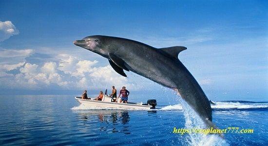 дельфин млекопитающее а не рыба