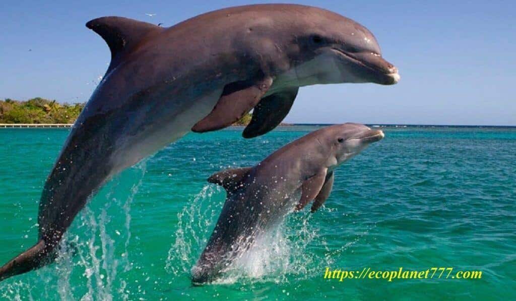 Дельфины млекопитающие