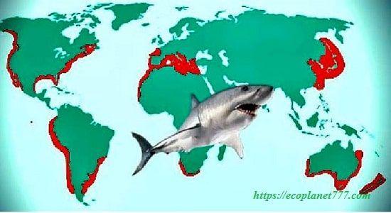 Где обитают белые акулы