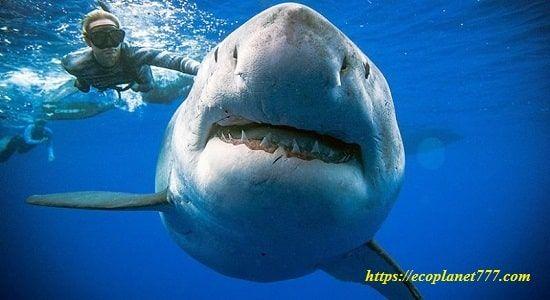Характеристики белой акулы