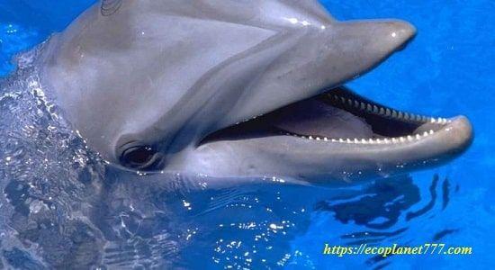 Характеристики дельфина
