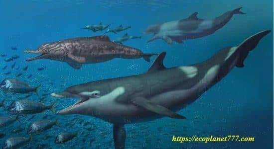 Как классифицируют дельфинов