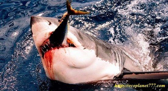 Питание белой акулы