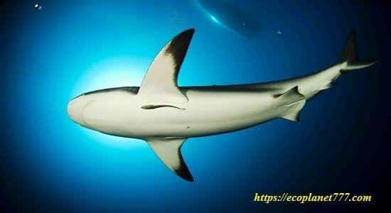 Размножение белой акулы