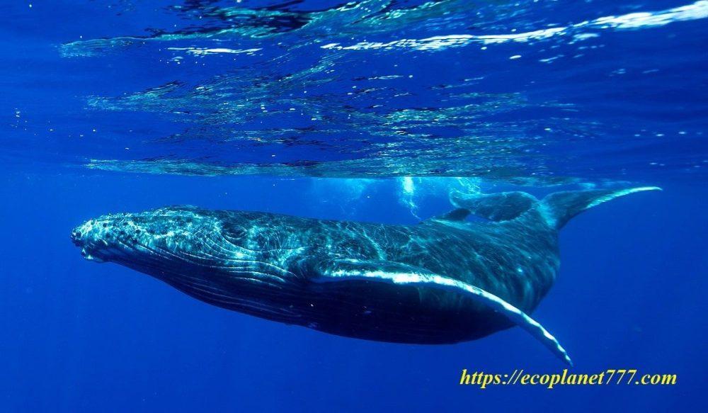 Cómo respiran las ballenas