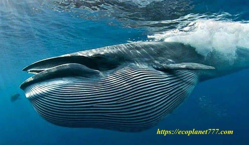 Мама — синий кит кормит китенка