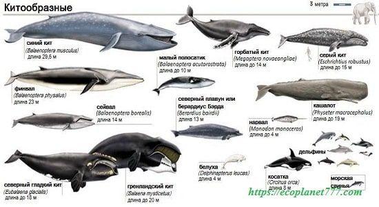 Классификация китов