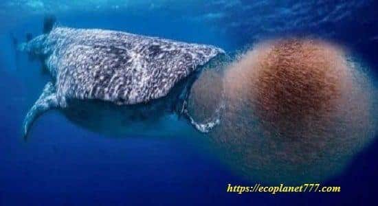 Comida de ballenas