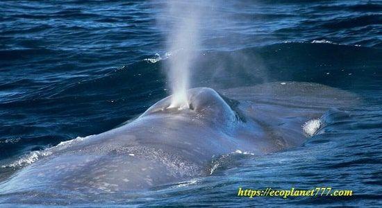 Процесс дыхания китов