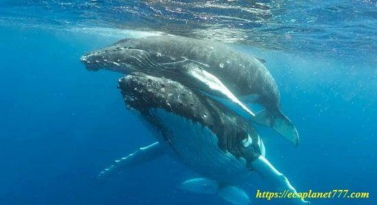 Размножение китов