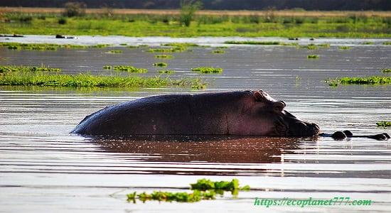 Animales del lago Victoria