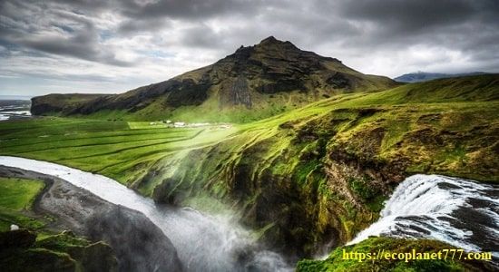 Где растет исландский мох